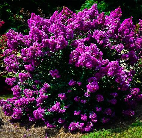 Purple blooming magic myrtle